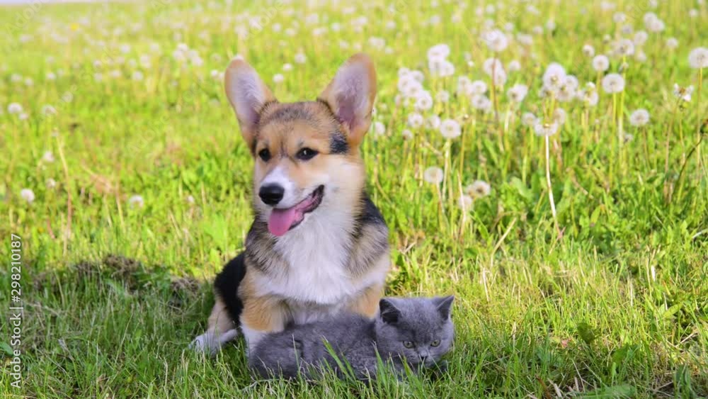 Pembroke Welsh Corgi puppy lying with kitten on a summer grass Pembroke Welsh Corgi puppy lying with kitten on a summer grass