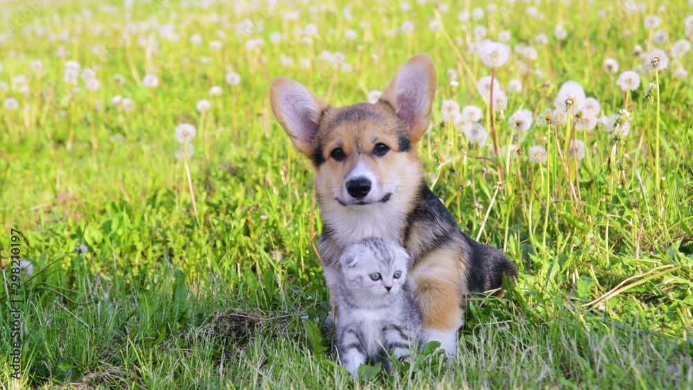 Pembroke Welsh Corgi puppy embracing tabby kitten on a summer grass. Space for text Pembroke Welsh Corgi puppy embracing tabby kitten on a summer grass. Space for text