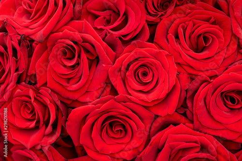 Big buds of vivid natural red roses in a bouquet