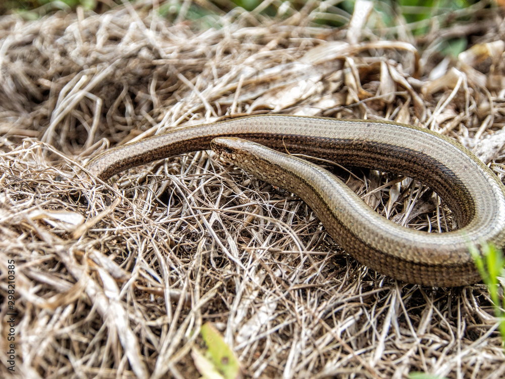 Fototapeta premium Anguis fragilis