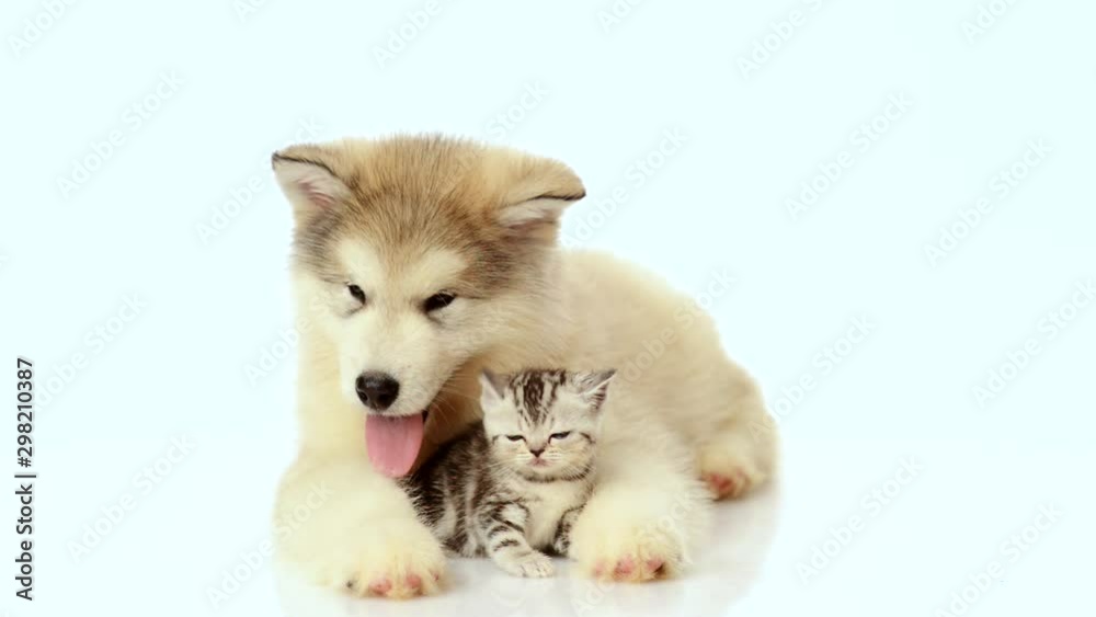 Alaskan malamute puppy hugs the washing kitten on a white background Alaskan malamute puppy hugs the washing kitten on a white background