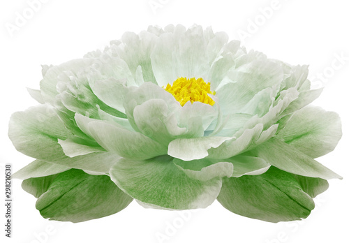 light green  Peony flower on a white isolated background with clipping path. Nature. Closeup no shadows. Garden flower.