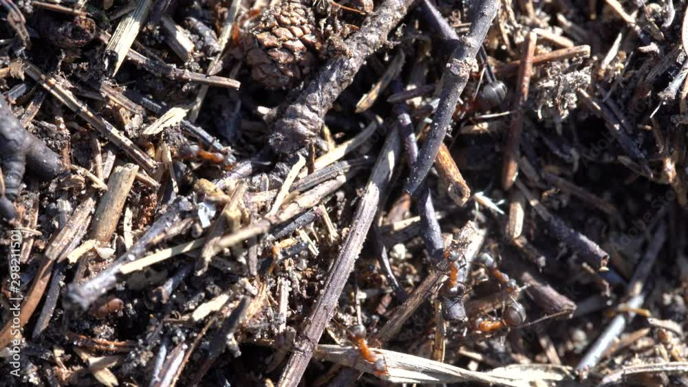 Big anthill in the woods. Big anthill with colony of ants in summer forest. Ants on the ant hill in the woods closeup, macro Big anthill in the woods. Big anthill with colony of ants in summer forest. Ants on the ant hill in the woods closeup, macro