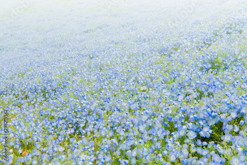 Nemophila menziesii  baby blue-eyed flower   flower field of Hitachi Seaside Park  spring  Ibaraki Prefecture  Japan