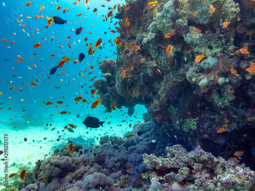 Fototapeta Naklejka Na Ścianę i Meble -  Korallenriff Rotes Meer