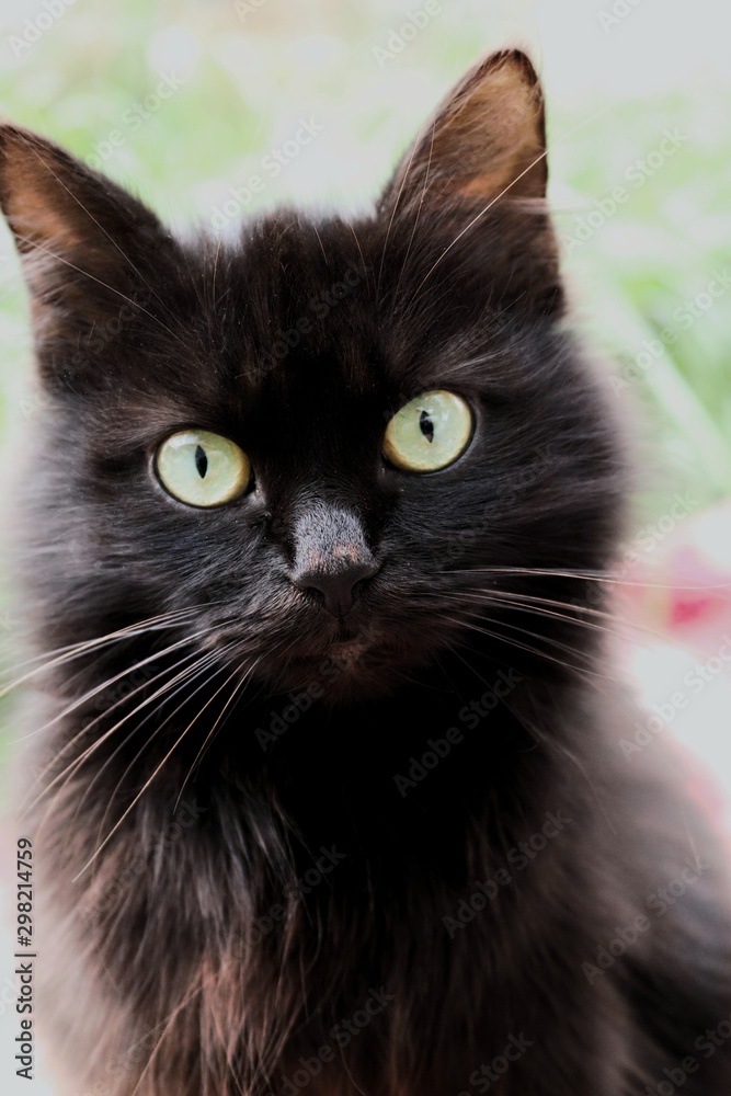 portrait of a black cat with big eyes portrait of a black cat with big eyes