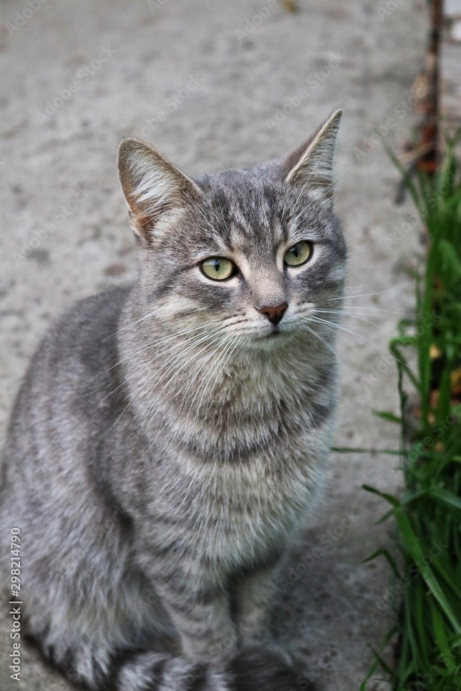 grey domestic cat grey domestic cat