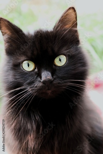 portrait of a black cat with big eyes