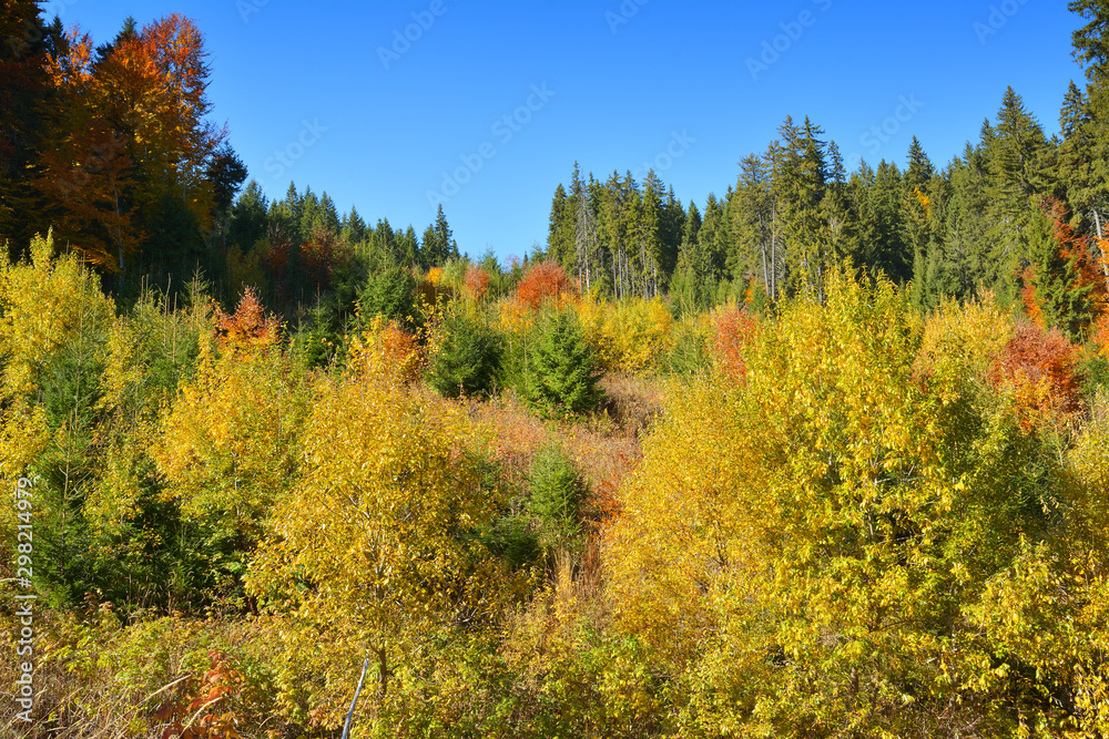 Autumn in the Carpathian Mountains - Transylvania, Romania