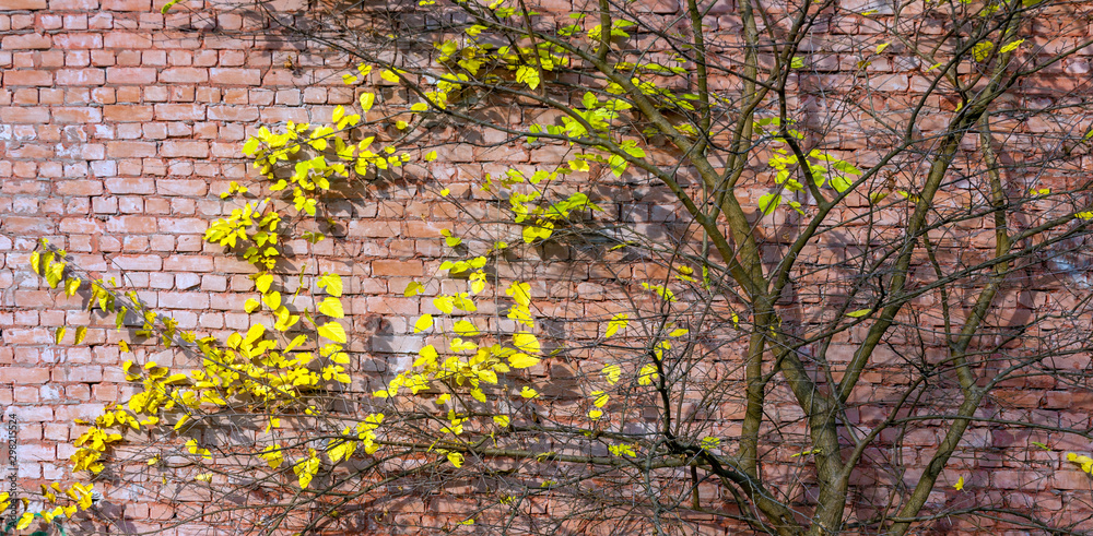 Embossed texture of a brick wall and branches with bright leaves on it. Abstract background.