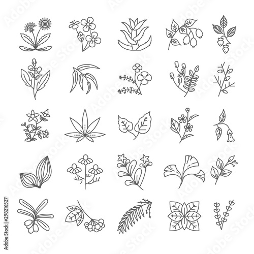 Herbs and spices isolated outline icons  seasonings and medicament