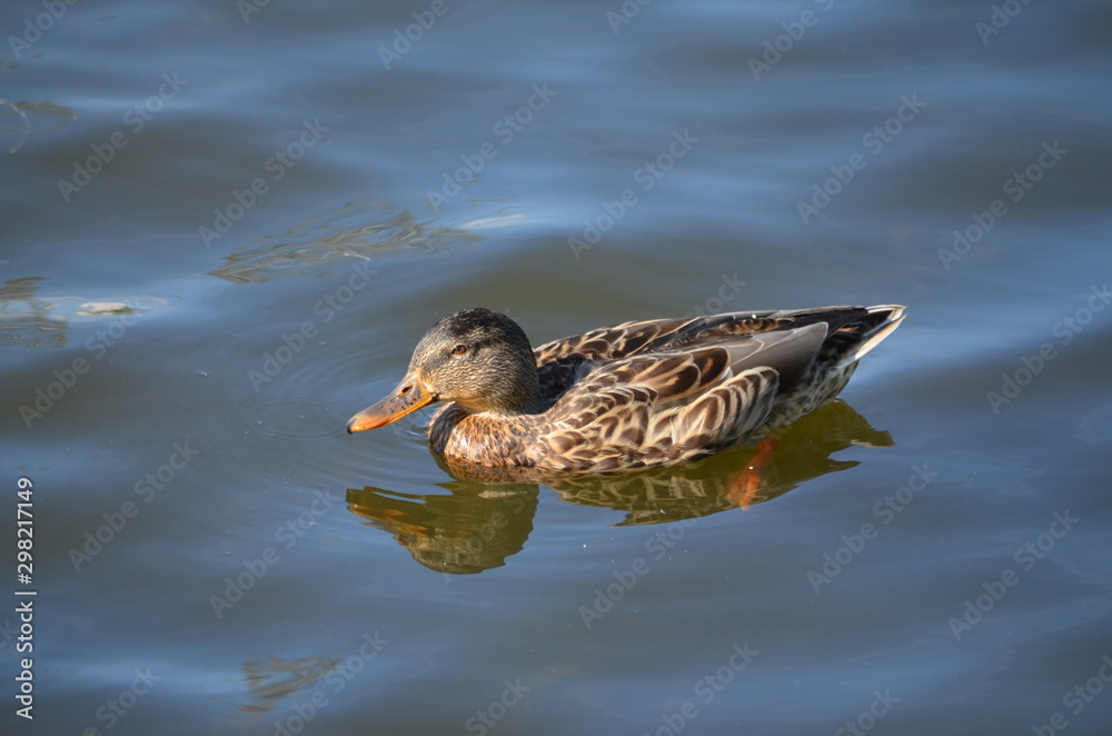Fototapeta premium duck in the water