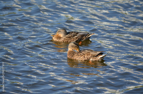 duck in the water