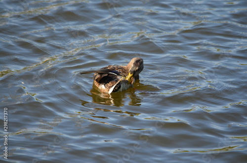 duck in the water