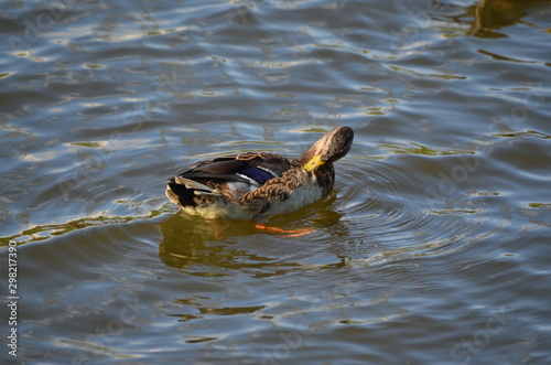 duck in pond