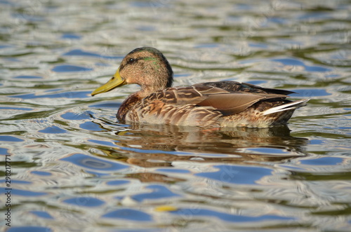 duck in the water