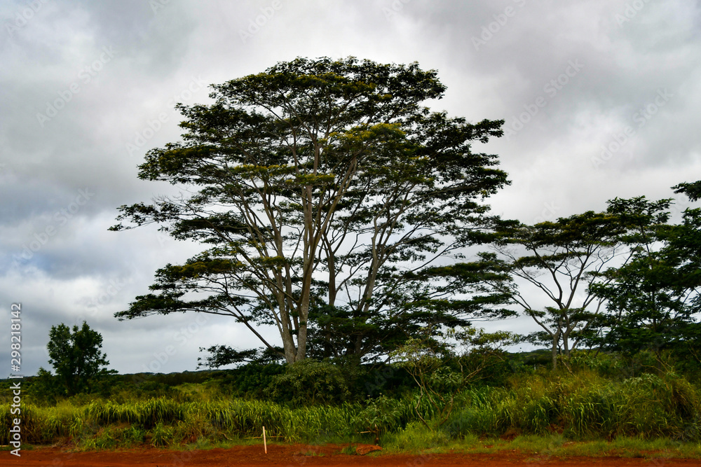 Fototapeta premium Tree At A Distance In Hawaiian Landscape