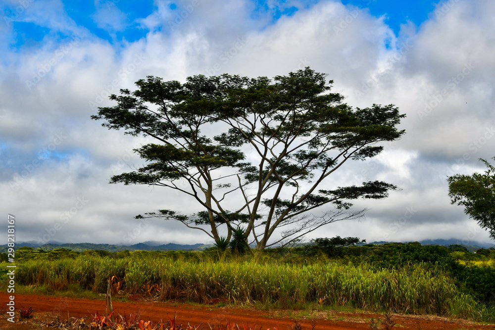 Obraz premium View Of Tree From A Distance