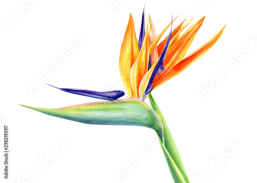 tropical strelitzia flowers on an isolated white background, watercolor illustration