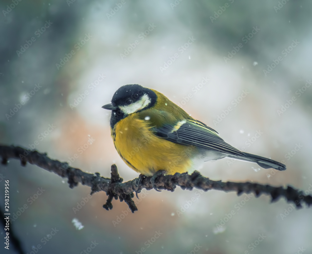 Obraz premium Titmouse on a snowy winter day