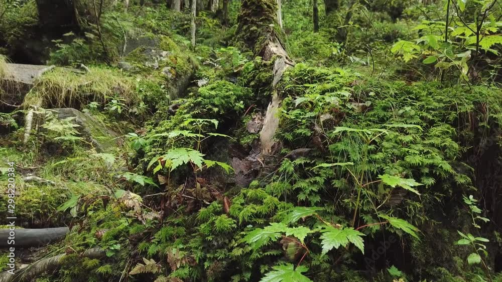 Steadicam Close-up wet forest grass moss winding tree roots vegetation flora. Wild mystical untouched nature cobblestones. Ecology travel tourism. Calm serenity unity. Gimbal Dolly Steadicam Close-up wet forest grass moss winding tree roots vegetation flora. Wild mystical untouched nature cobblestones. Ecology travel tourism. Calm serenity unity. Gimbal Dolly