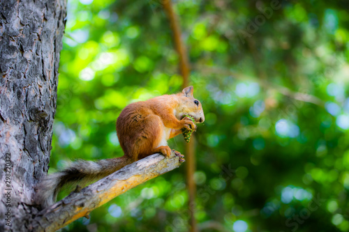 Squirrel sits on a tree and gnaws a nut. © Grigoriy Lukyanov