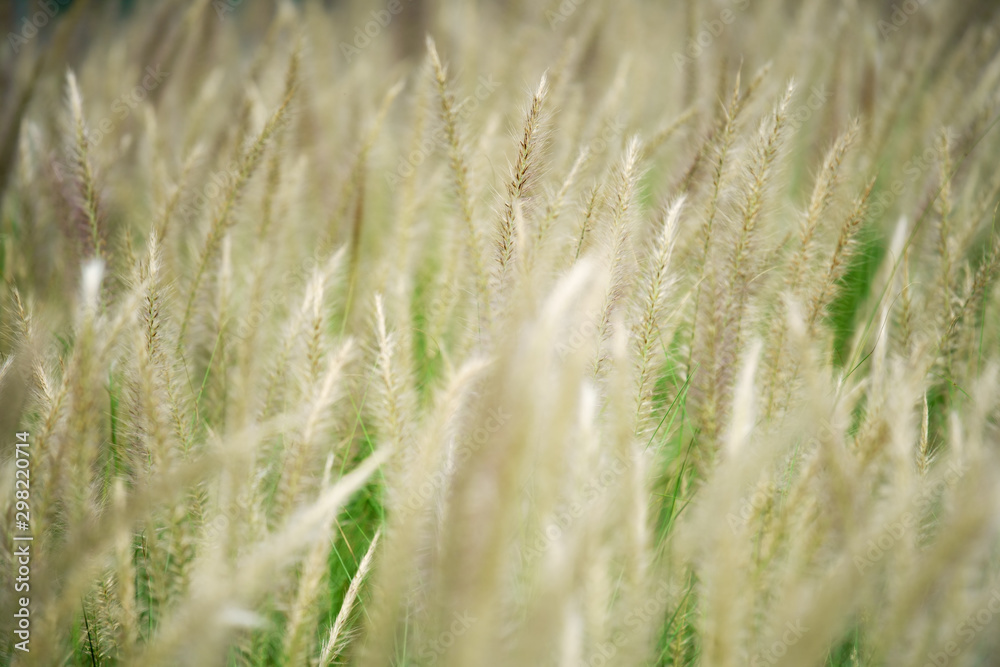 Obraz premium close up of beautiful reeds grass background
