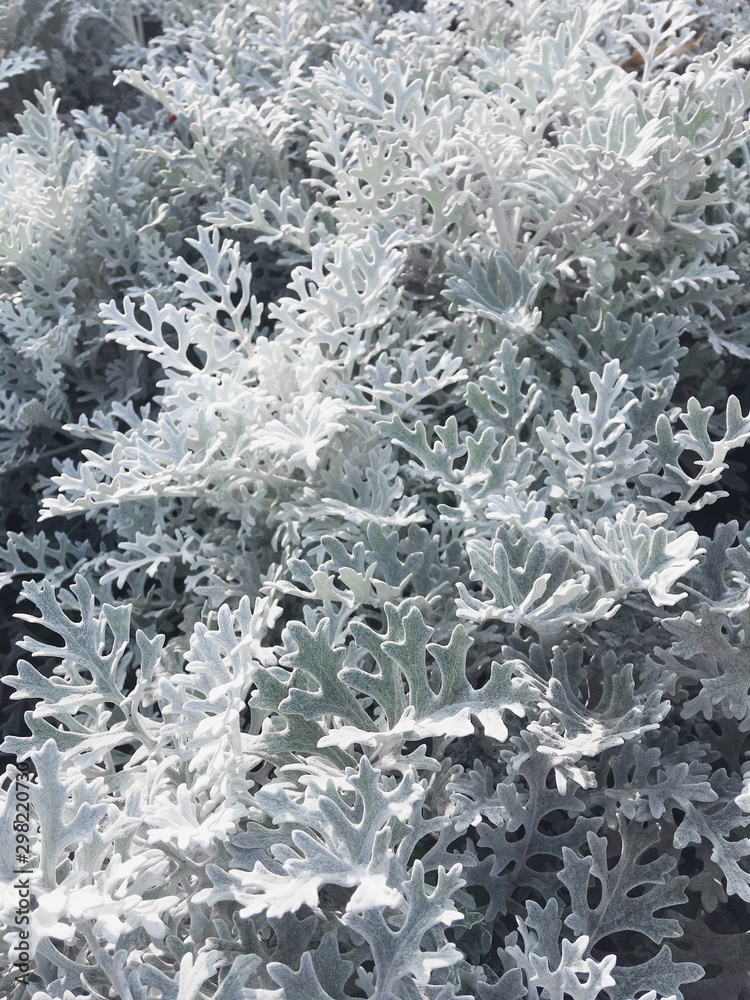 Macro photo of silver ragwort (formerly known as Senecio cineraria or Jacobaea maritima). Close up photo of plant leaves. Macro photo of silver ragwort (formerly known as Senecio cineraria or Jacobaea maritima). Close up photo of plant leaves.