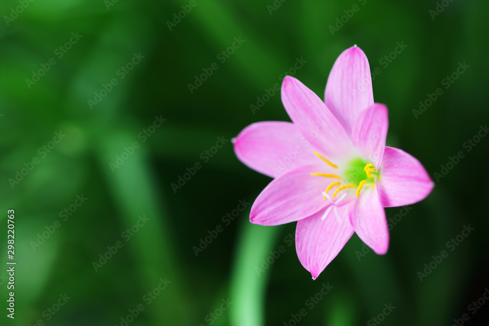 close up of beautiful pink rain lily flower close up of beautiful pink rain lily flower