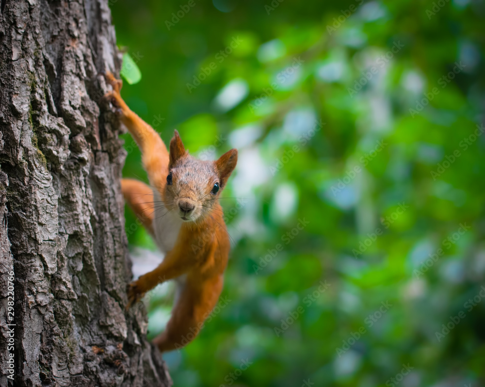 Squirrel climbs to top a tree Squirrel climbs to top a tree