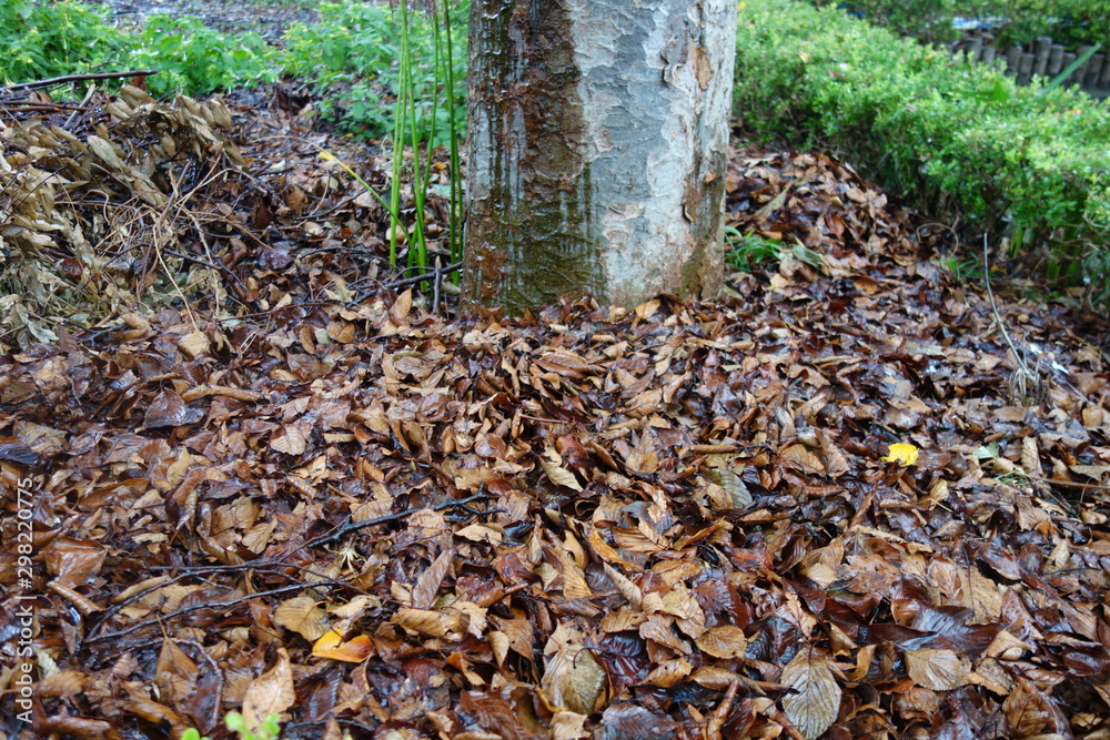 Obraz premium 雨の日の落ち葉と木の幹