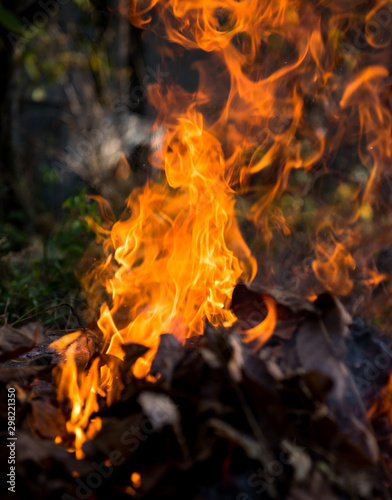 Burning fire of dried leaves