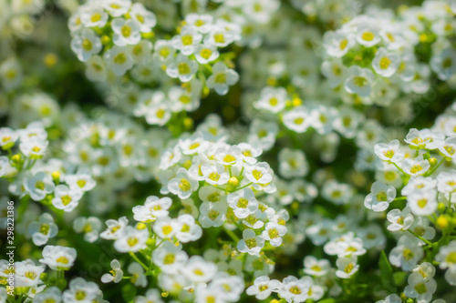 Flowers are alyssum close-up