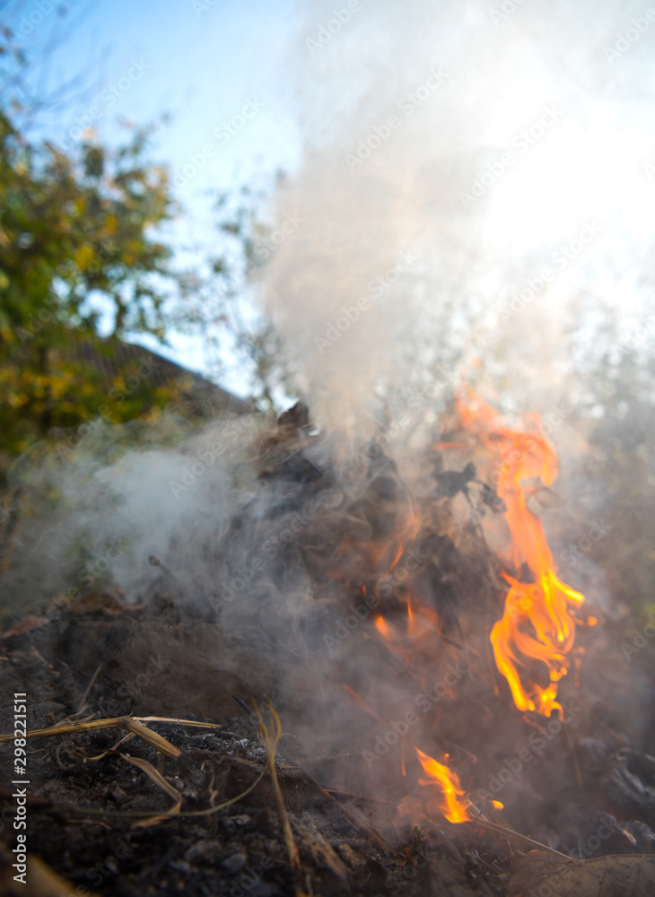 Fototapeta premium Burning fire of dried leaves