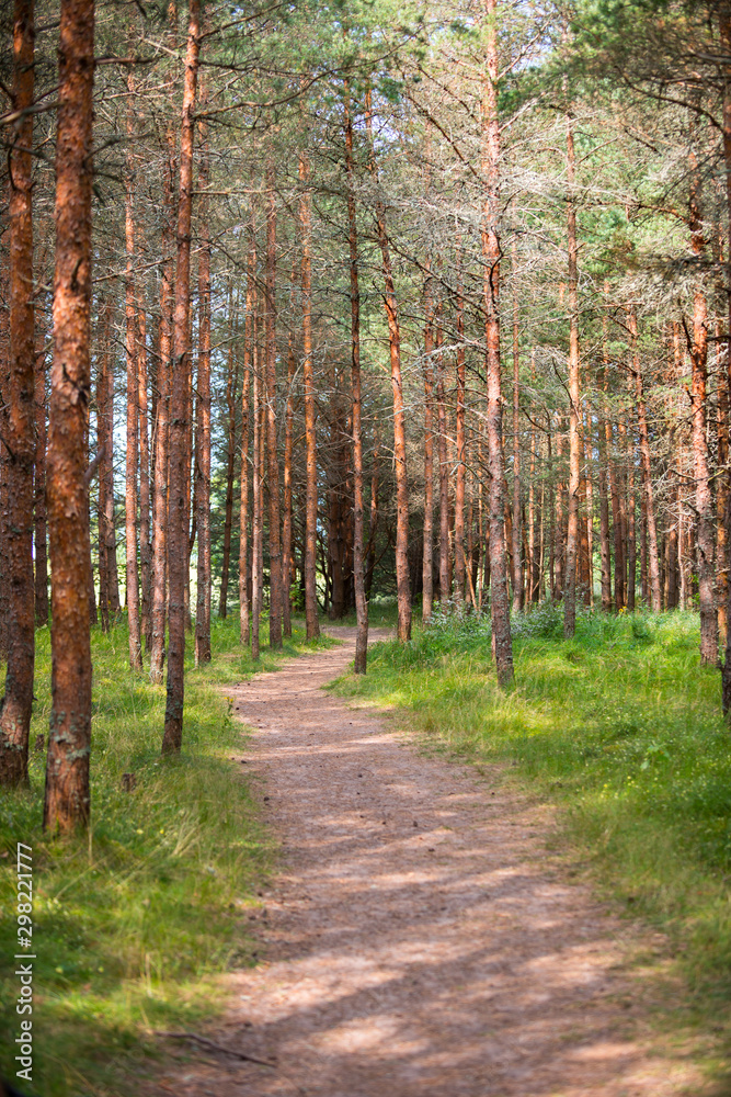 Beautiful landscape with path through the pine forest in summer Beautiful landscape with path through the pine forest in summer