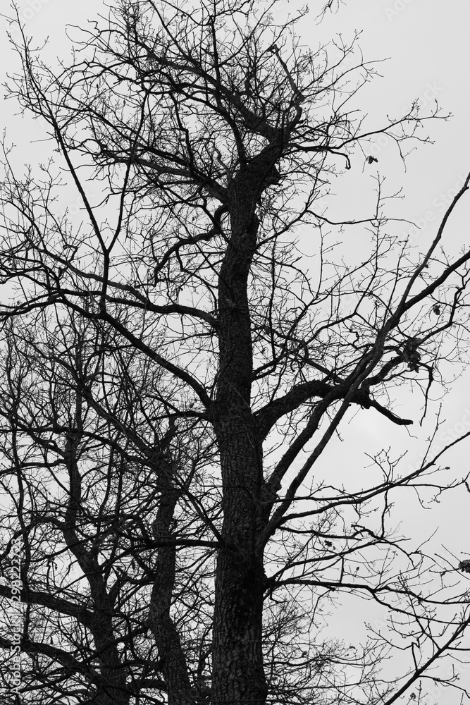 Silhouette of a tree Silhouette of a tree