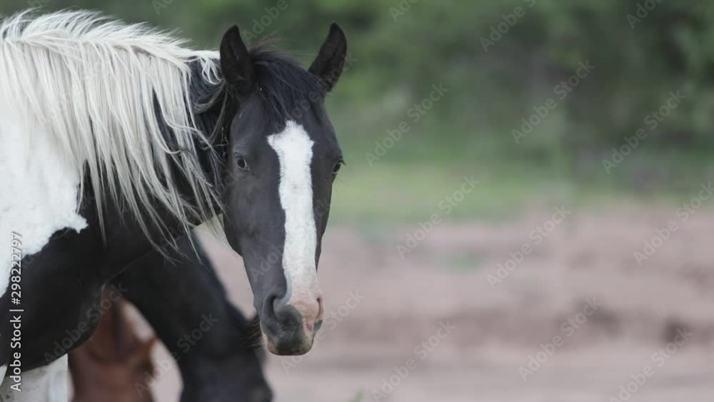 Slow motion detail of white and black horse eating grass. Close up of head. Capilla del monte, Cordoba, Argentina Slow motion detail of white and black horse eating grass. Close up of head. Capilla del monte, Cordoba, Argentina