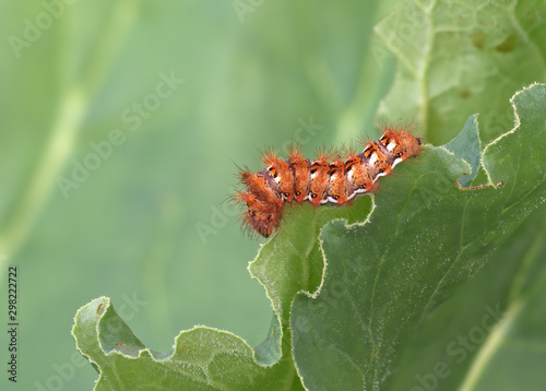 Acronicta rumicis caterpillar aka Knot Grass moth. Eating rhubarb leaves. photo