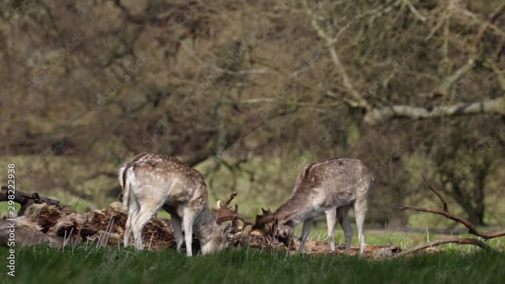 Two Young Speckeled Wild Male Fallow Deer Play Rutting Two Young Speckeled Wild Male Fallow Deer Play Rutting