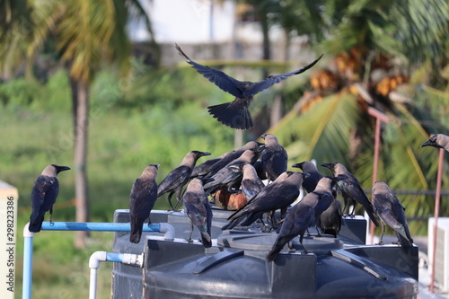 Group of black crows in the nature