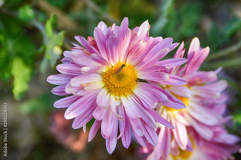 Obraz premium Pink chrysanthemum. Bee in flower. Autumn flower bed.