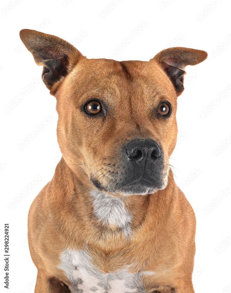 staffordshire bull terrier staffordshire bull terrier
