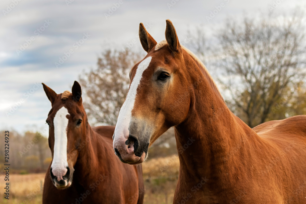 Beautiful horse on the pasture