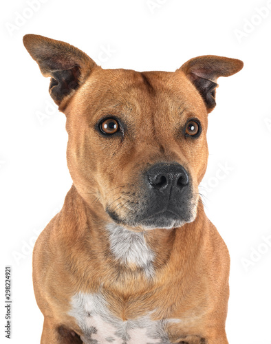 staffordshire bull terrier