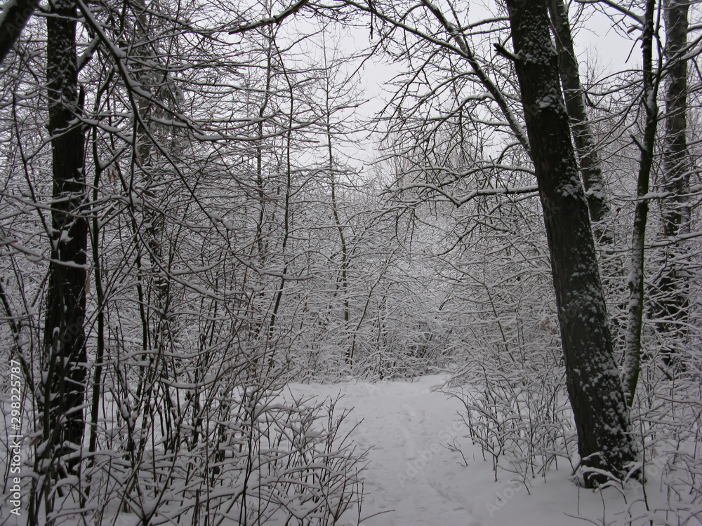 forest in winter forest in winter