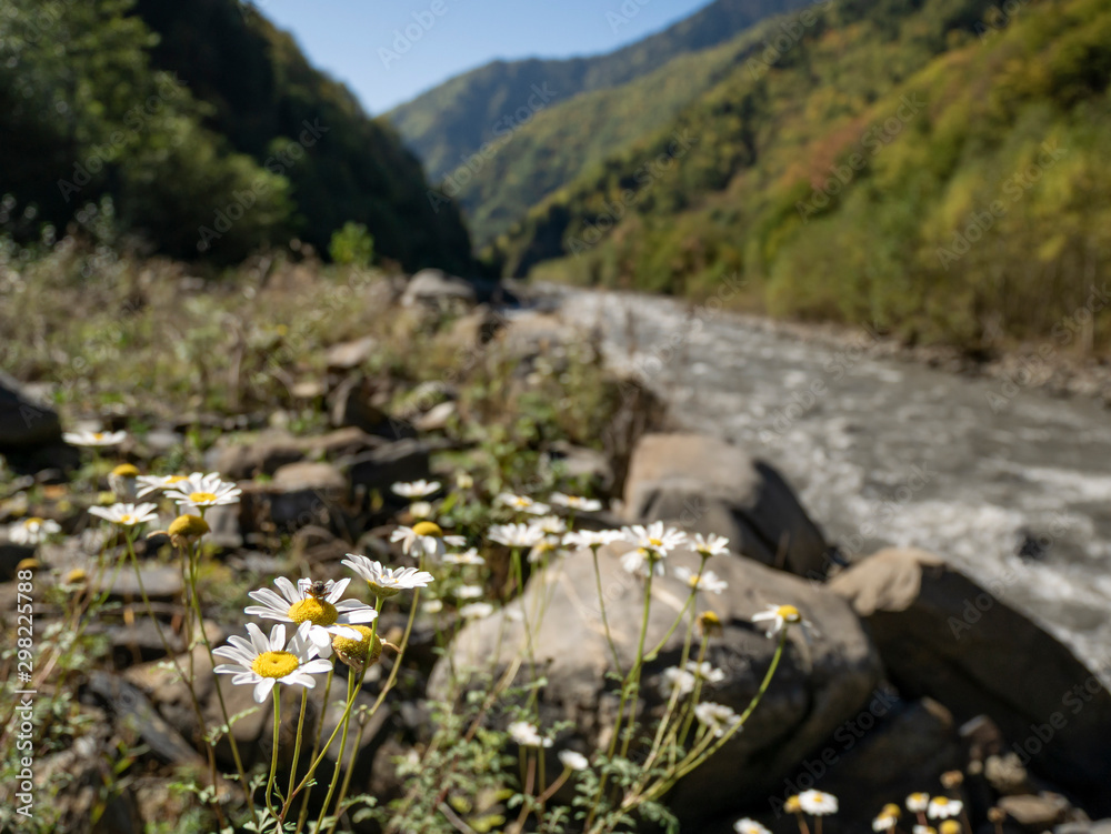 Blooming chamomile. In a mountain river meadow Blooming chamomile. In a mountain river meadow