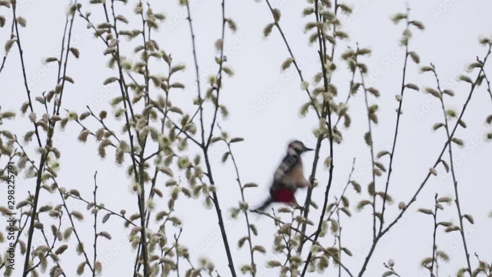 Great Spotted Woodpecker In Top Of Pussy Willow Tree Spring Buds