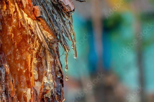 Pine resin amber color flows down the bark of the tree. Damaged pine bark dripping sticky resin photo