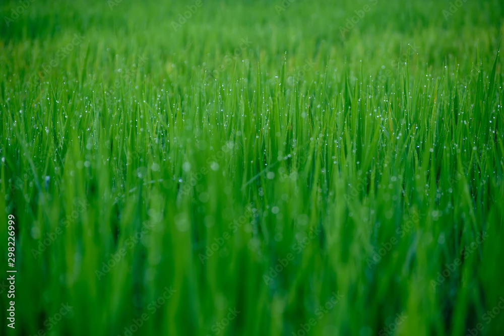 Dew on top of rice. Dew on top of rice.