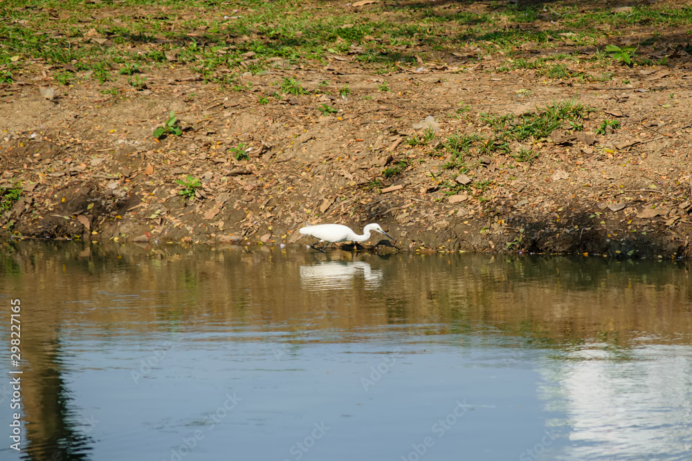 Egret looking for fish in the water. Egret looking for fish in the water.